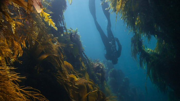 Diver swimming through an underwater kelp forest.