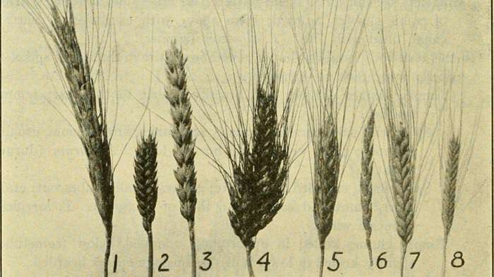 Image presenting different types of wheat.