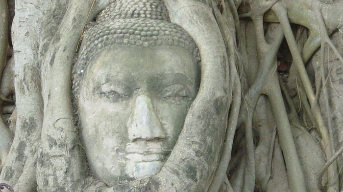 En buddha-statue overvokst av røtter. Foto.