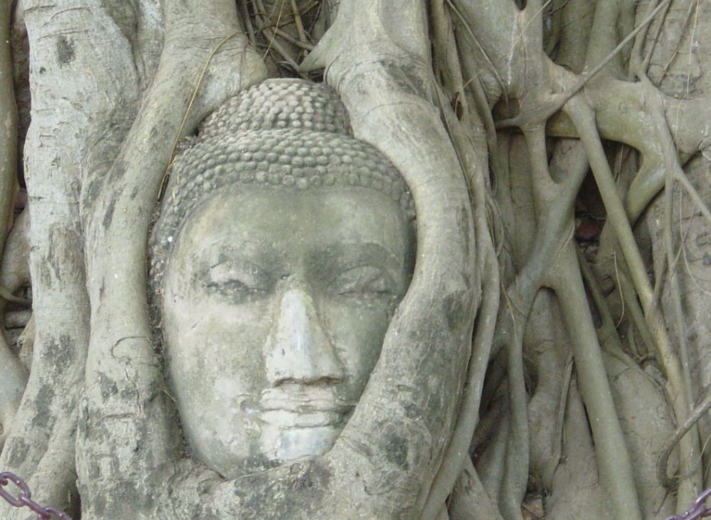 A buddha statue overgrown with roots from a tree. Photo.
