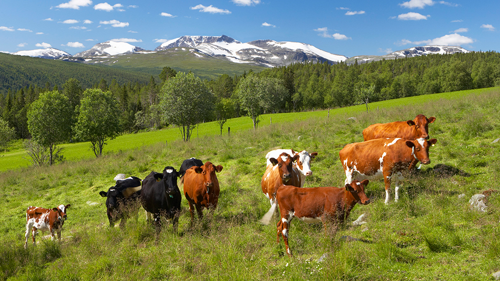 A herd of cows grazing. Trees and snow-capped mountains can be seen in the background. Photo.