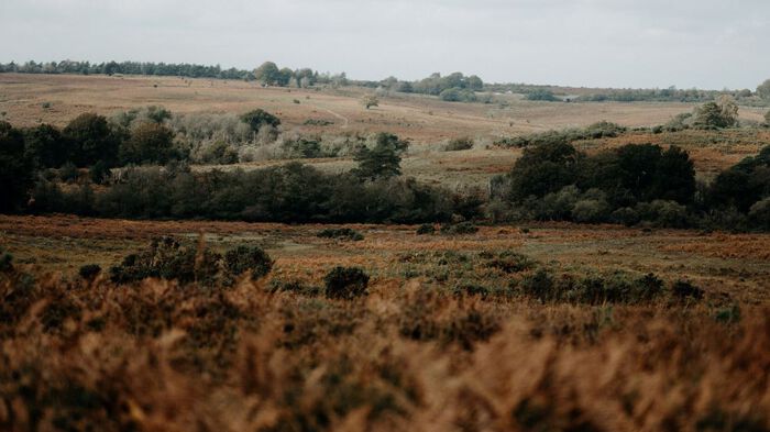 Brown and green field and meadow. Photo.