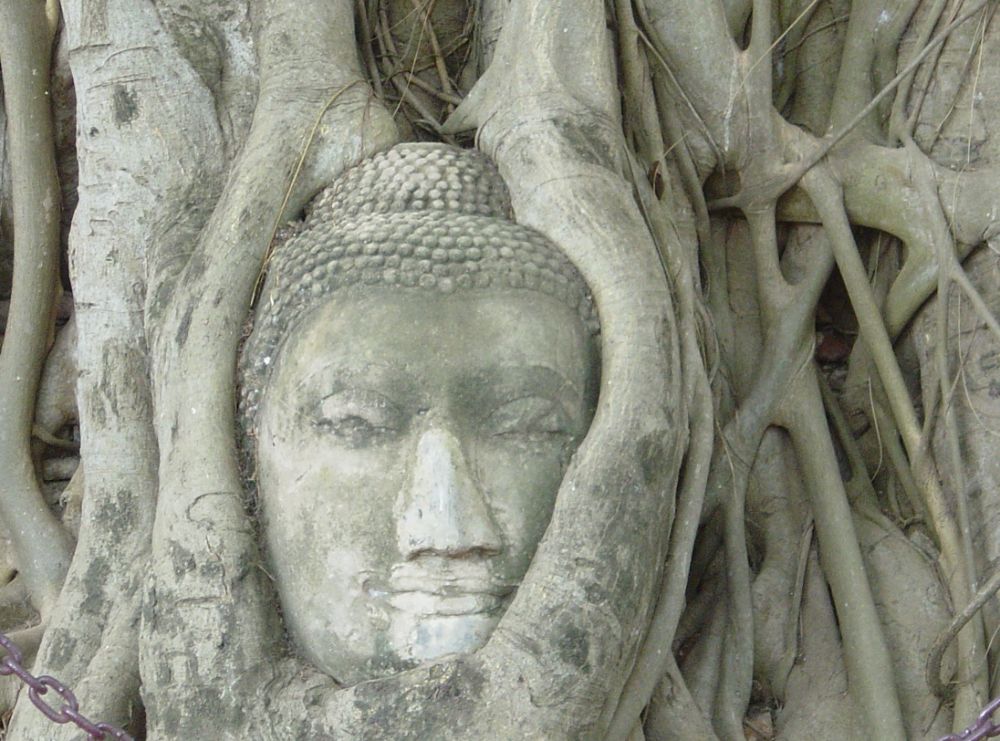 En buddha-statue overvokst av røtter. Foto.