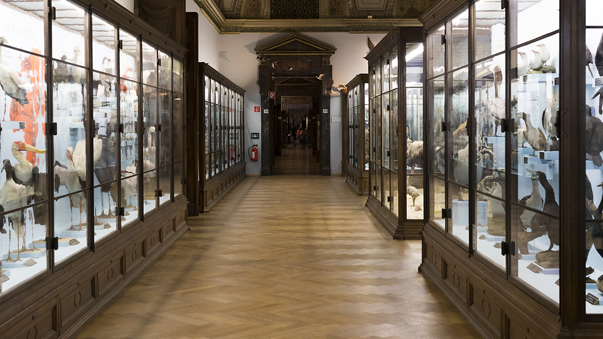 Exibition at the Museum of Natural History, Vienna
