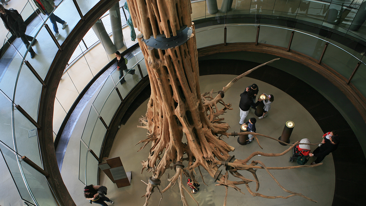 Tree trunk in museum