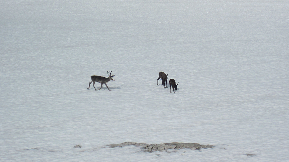 Three reindeer on snowy plain.