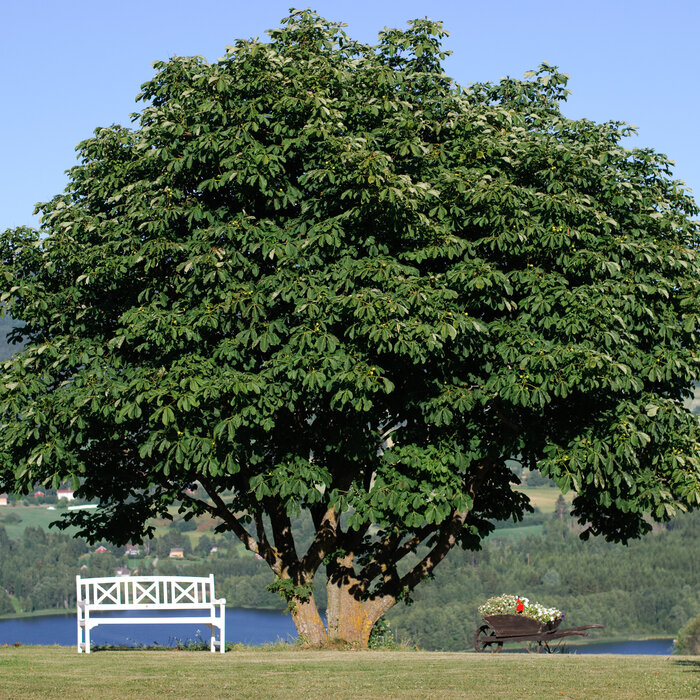 A big green tree and a white small bench
