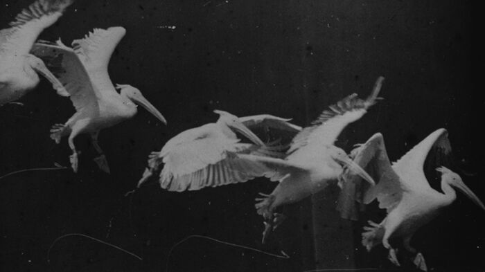 Flyvende pelikaner. Foto.