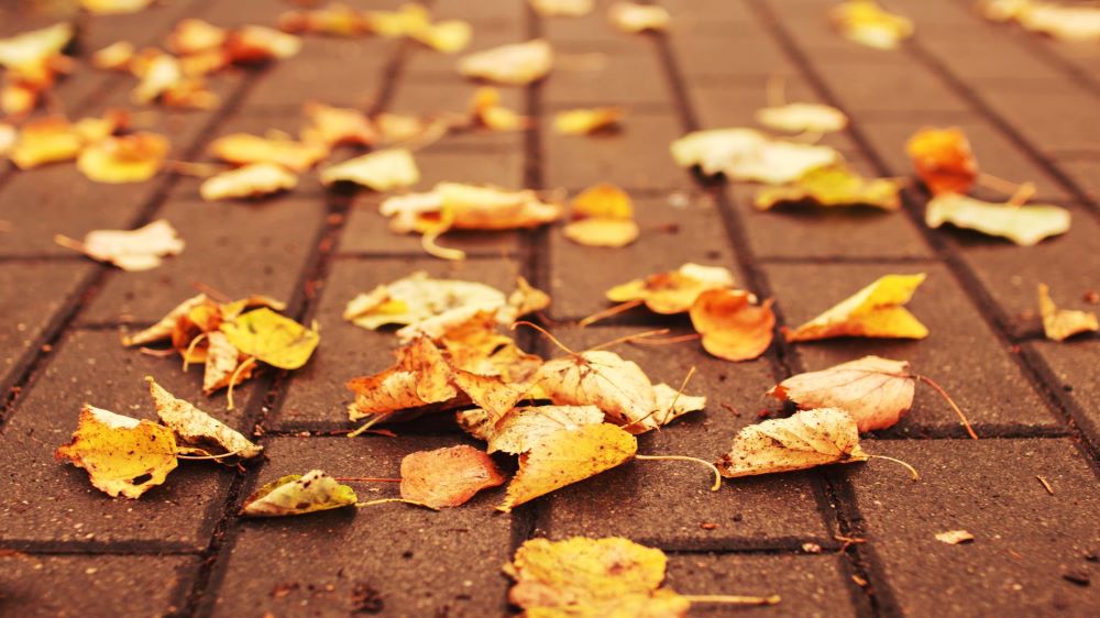 Leaves on brick pavement
