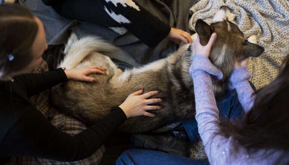 Bildet kan inneholde: hund, kjøttetere, pels, hundefamilien, snute.