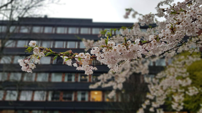 Cherry blossoms in front of a modernist building