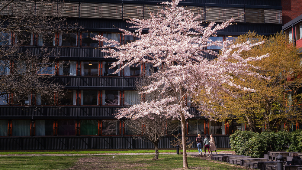 A blooming cherry tree in front of a seven story building. Photo. 