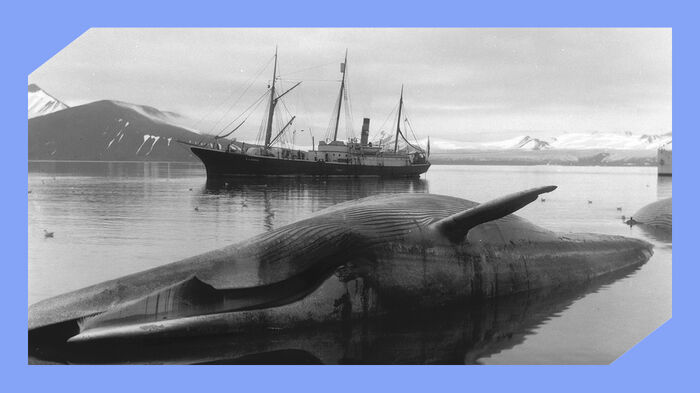 I forgrunnen sees en d?d hval. I bakgrunnen, p? fjorden, ligger en hvalfangstb?t. Svart hvitt foto. 