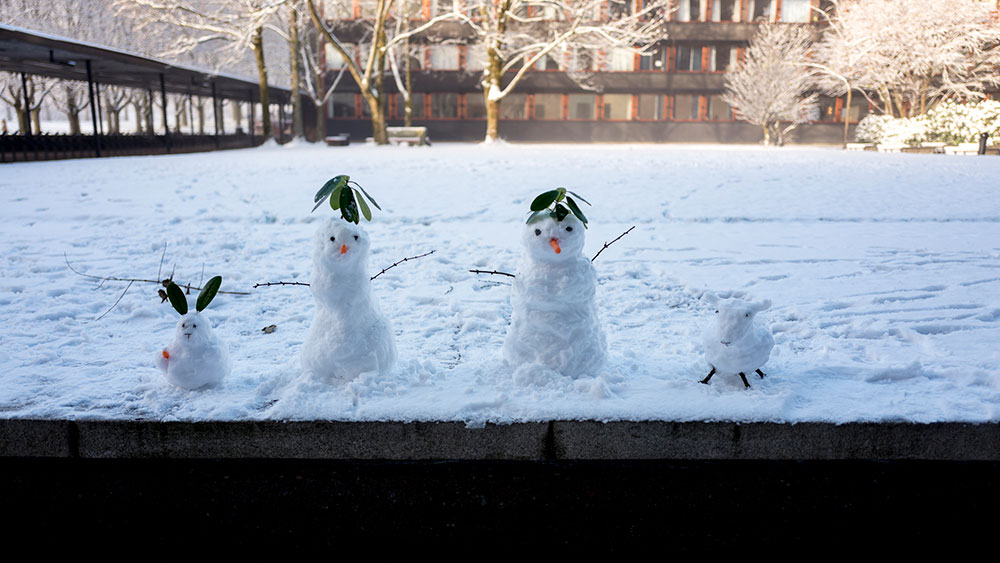 Snømenn formet som kaniner og andre dyr i Ivar Aasens hage på Universitetet i Oslo